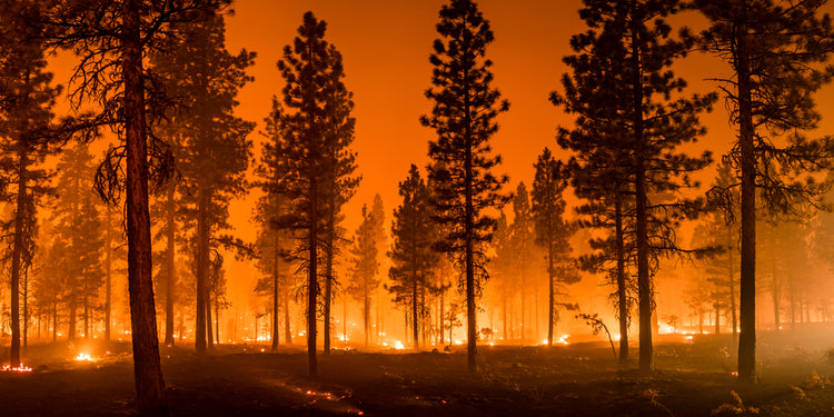 How to Help Prepare Your Home for Wildfire Season