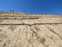 Newhall Wattle Killer