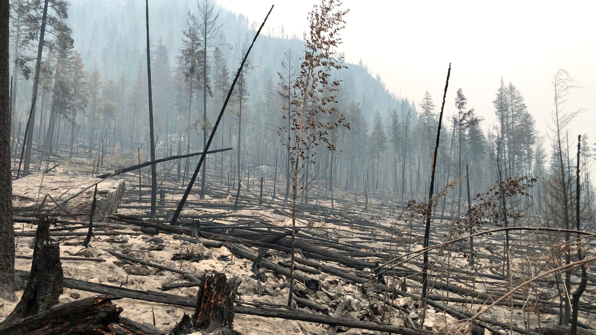 Forest after a wildfire