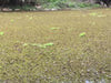 View of a marsh